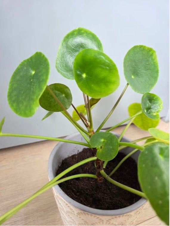 Pannenkoekplant in pot, Huis en Inrichting, Kamerplanten, Vetplant, In pot, Minder dan 100 cm, Groene kamerplant