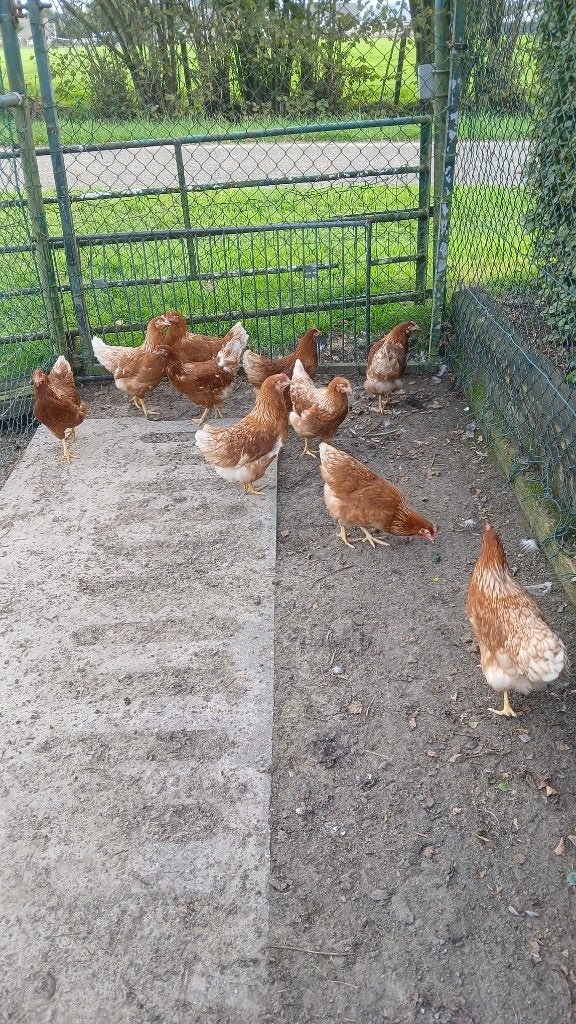 jonge kippen, Dieren en Toebehoren, Vrouwelijk, Kip