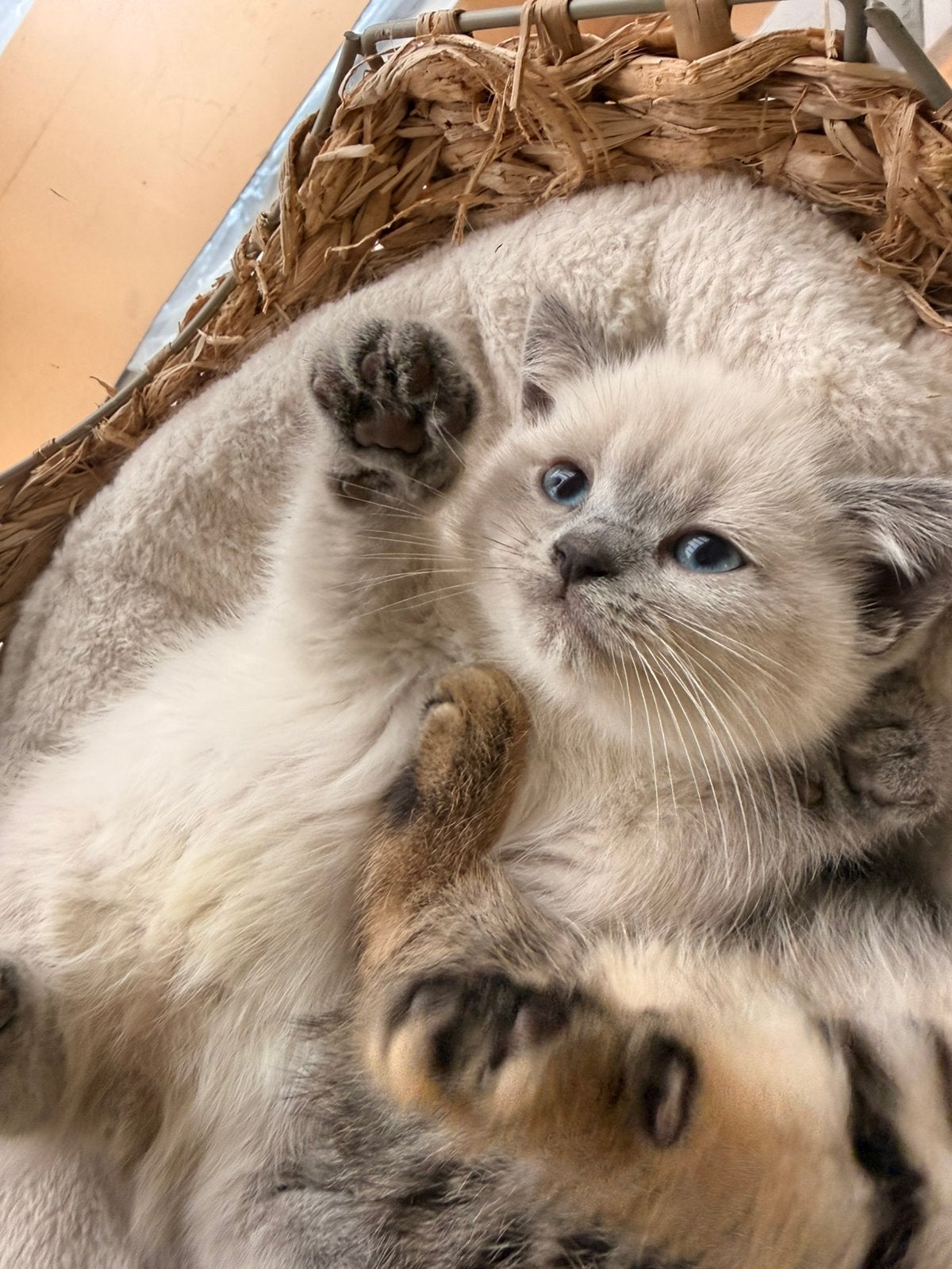 Brits Korthaar kittens te koop, Meerdere dieren, Ontwormd
