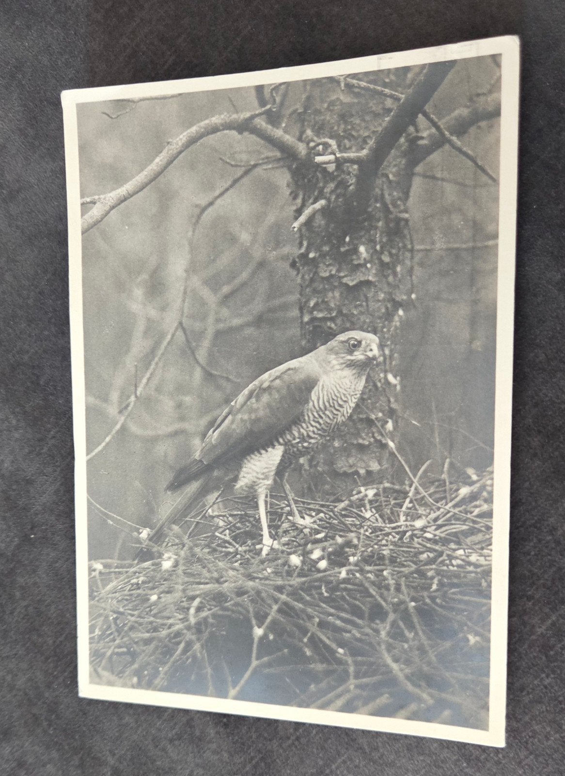 Sperwer - Het Nationale Park De Hoge Veluwe, Verzamelen, Ansichtkaarten | Dieren, Verzenden, 1980 tot heden, Gelopen, Vogel