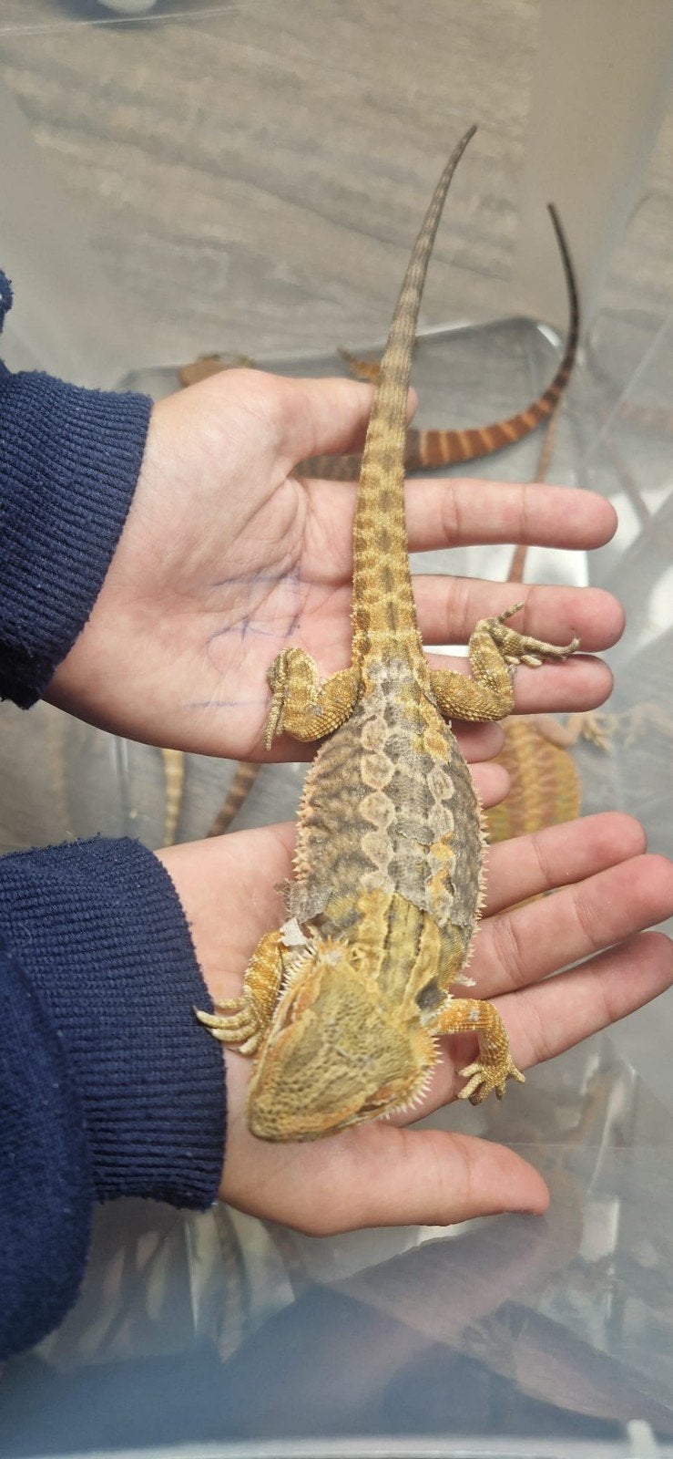 Baardagaam jongen te koop, Ophalen