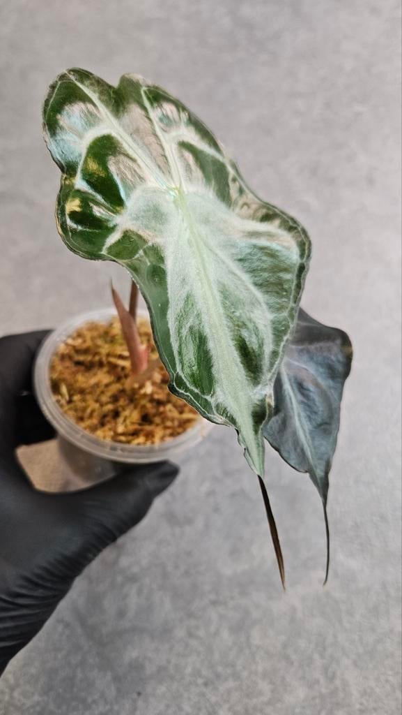 Alocasia Venom, Ophalen of Verzenden, Halfschaduw, Minder dan 100 cm