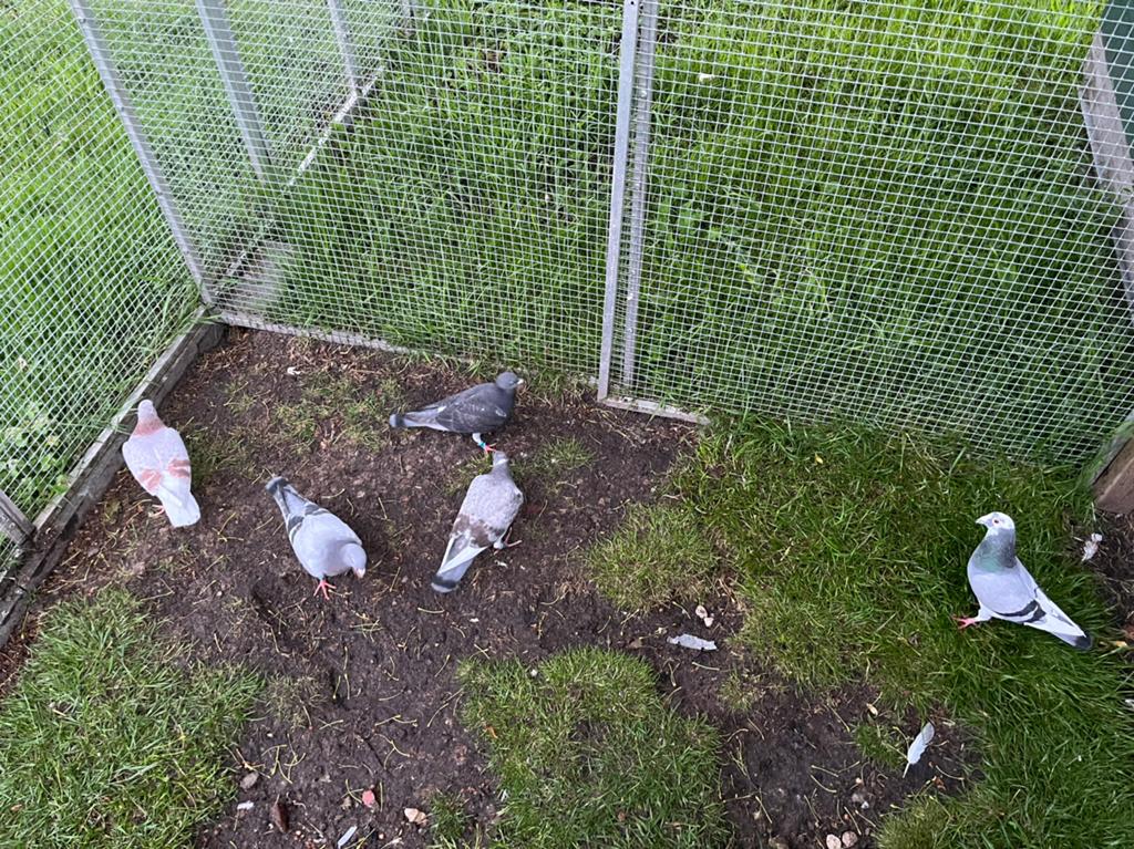 12 postduiven, Dieren en Toebehoren, Vogels | Duiven, Meerdere dieren, Postduif