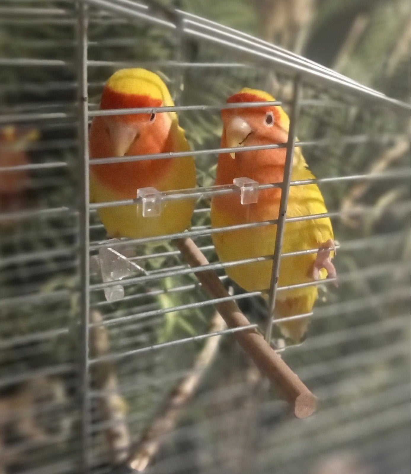 🦜❤️ Ontzettend tamme & leuk brutale Lovebirds, Dieren en Toebehoren, Vogels | Parkieten en Papegaaien, Meerdere dieren, Dwergpapegaai of Agapornis