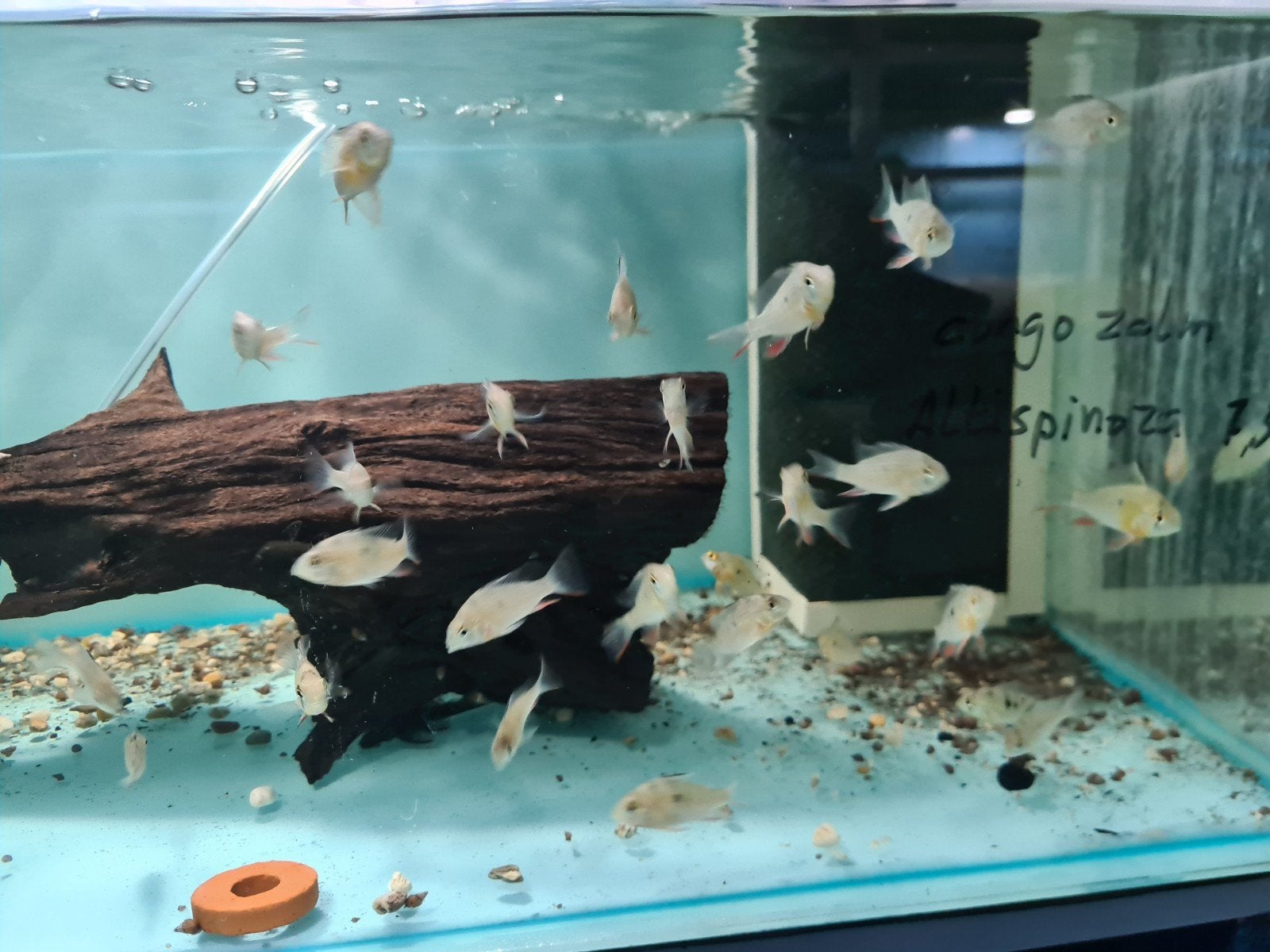 Mikrogeophagus Altispinosus (Altispinosa), Bolivian Ram,, Vis, Zoetwatervis