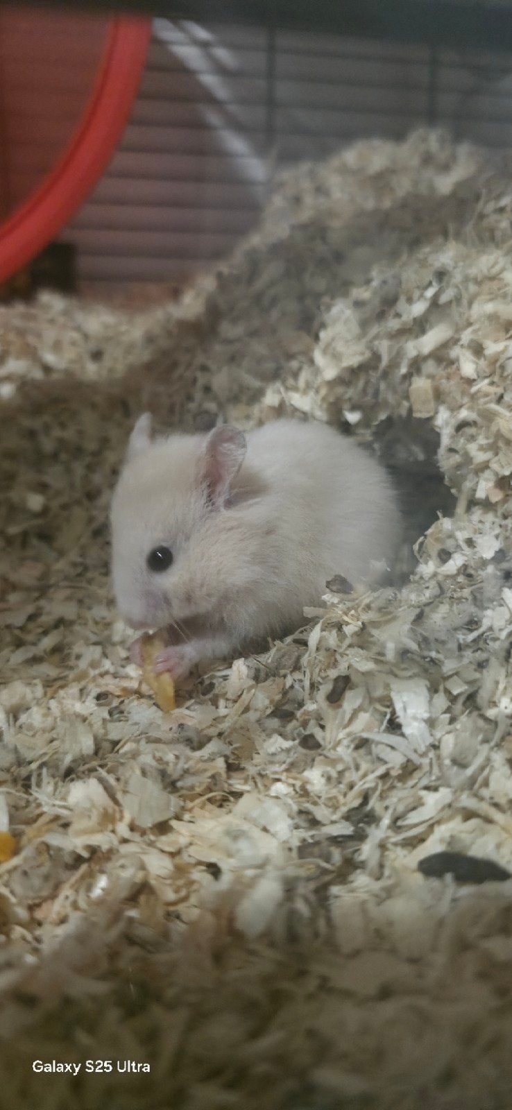 hamster en koii, Augustus, Meerdere dieren, Hamster