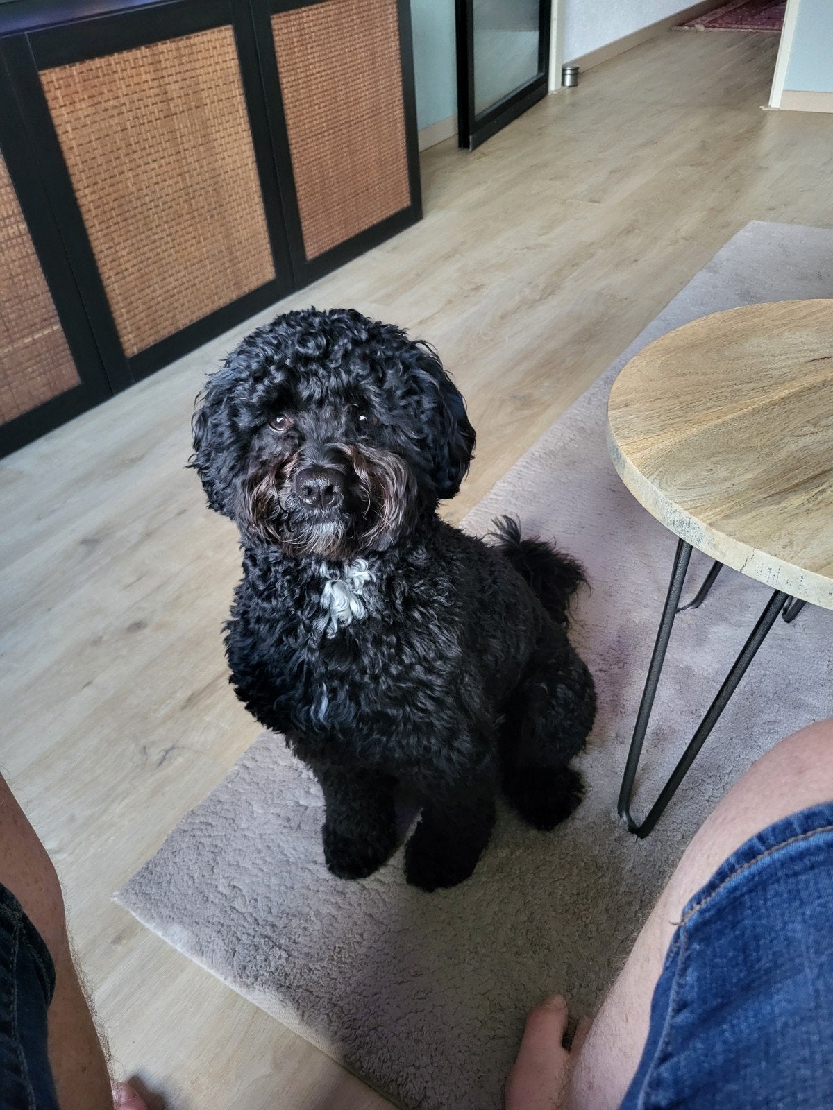 Zeer lieve labradoodle mini medium   11 mnd oud, Dieren en Toebehoren, 15 weken tot 1 jaar, Reu, Eén hond, Nederland