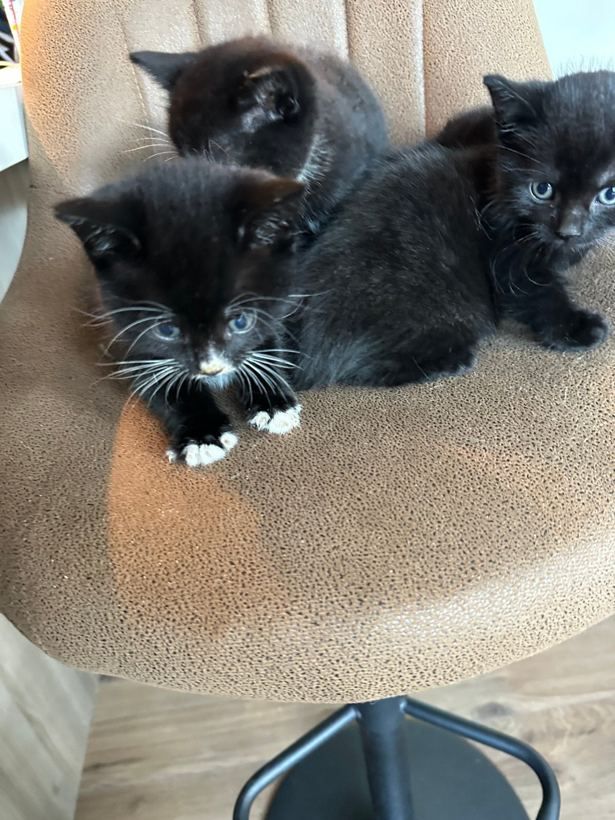 Kittens mogen volgende week al weg