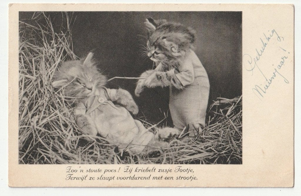 Harry Whittier Frees aangeklede katten poesen hooi, Verzamelen, Verzenden, 1920 tot 1940, Gelopen, Hond of Kat