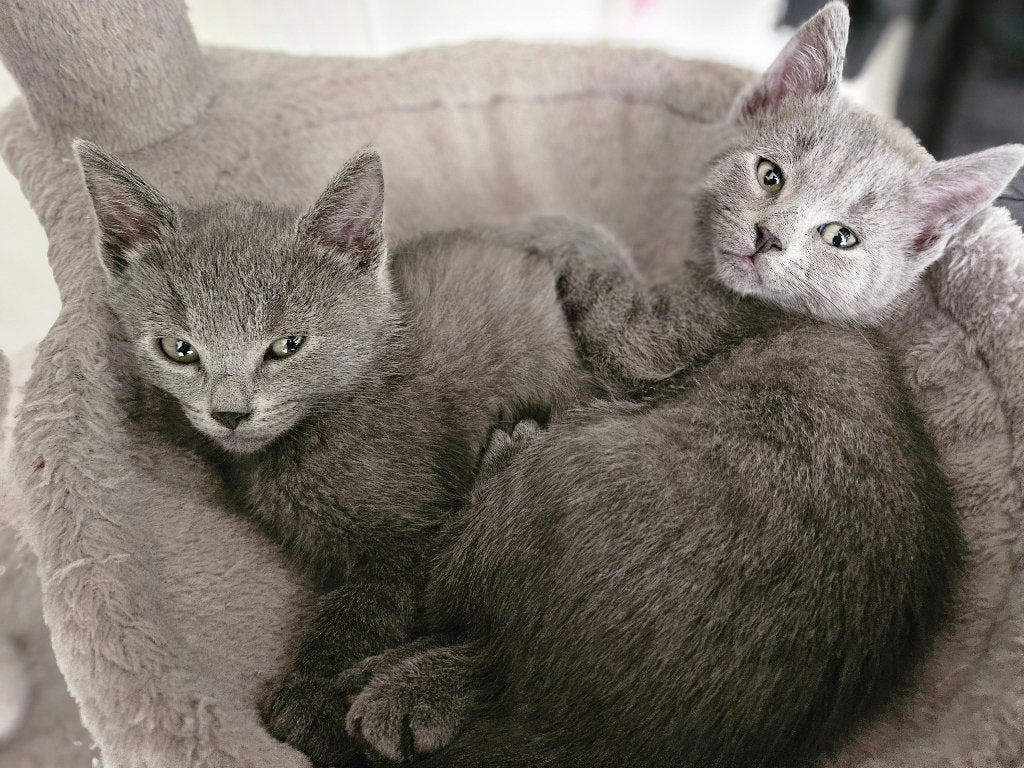 Super lieve kittens/katertjes. Brit x Blauwe Rus, Meerdere dieren, Ontwormd, 0 tot 2 jaar