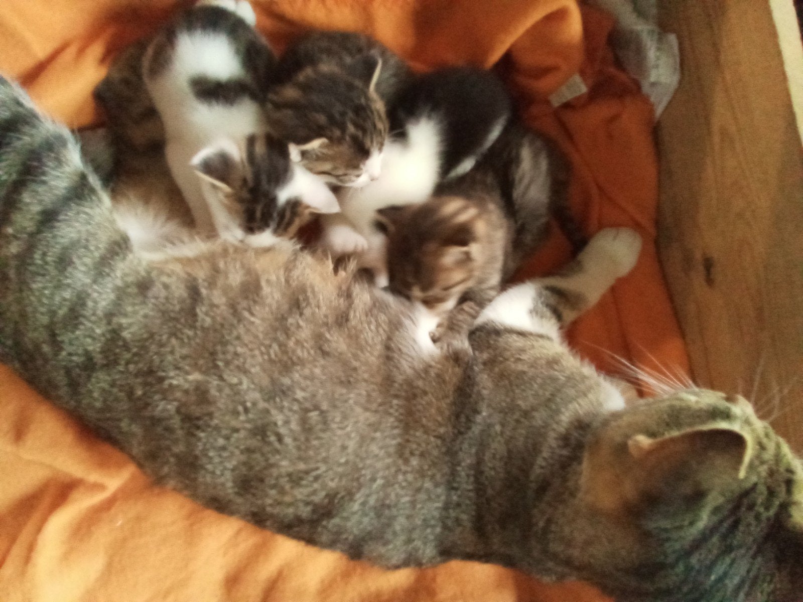 kittens / kat / poes, Dieren en Toebehoren, Katten en Kittens | Overige Katten, Meerdere dieren, Kortharig