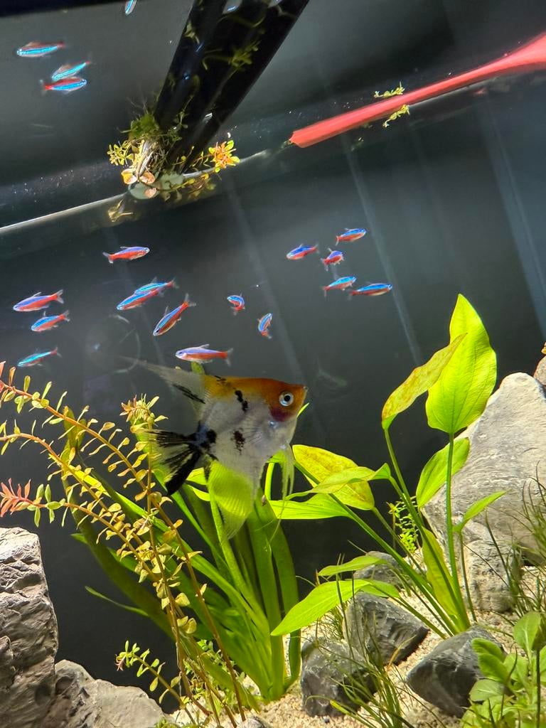 Maanvis paar maanden. Oranje, wit en zwart gratis afhalen, Dieren en Toebehoren, Vissen | Aquariumvissen, Vis