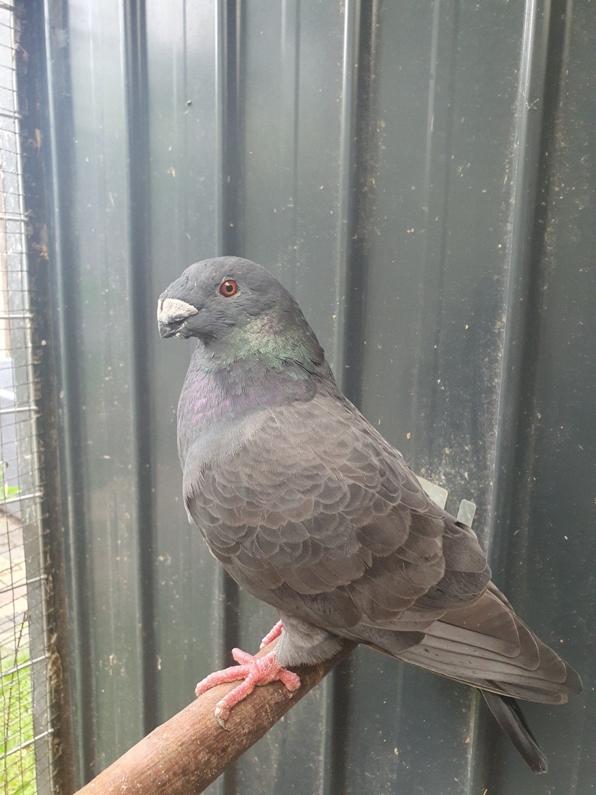 Show racer duiven zwart, Dieren en Toebehoren, Meerdere dieren, Postduif