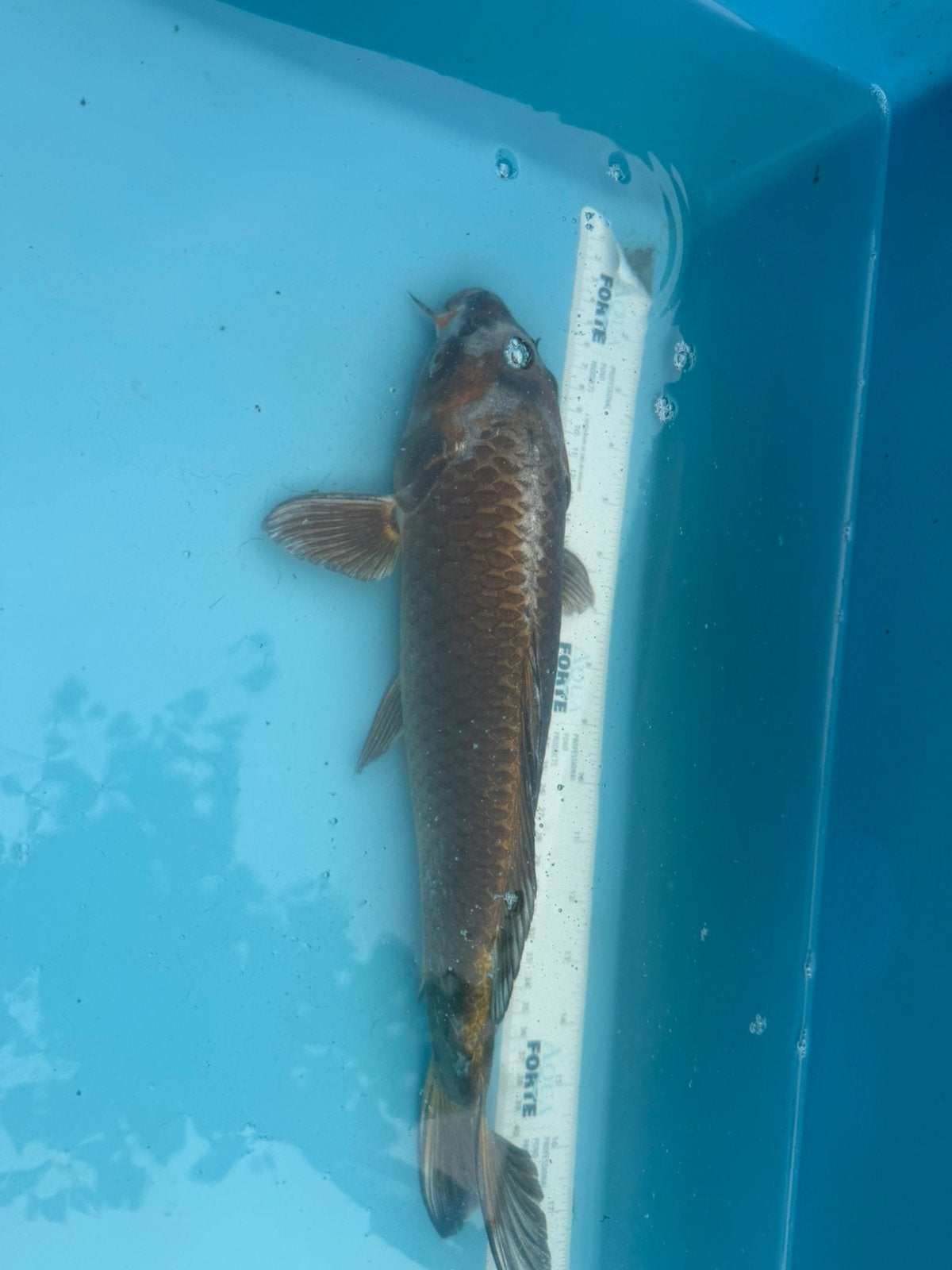 Mukashi Ogon  koi, Dieren en Toebehoren, Karper of Koi