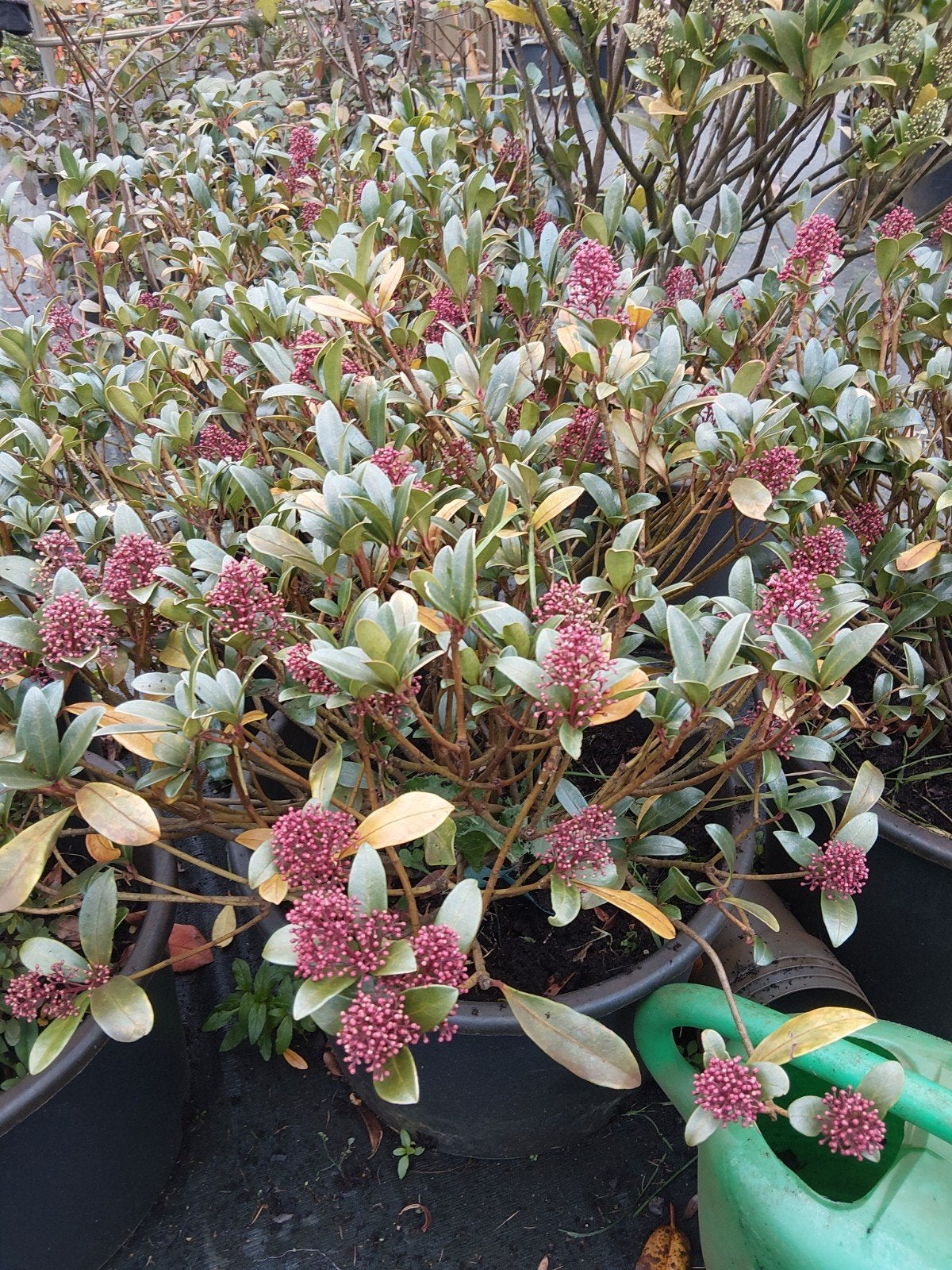 Najaarsopruiming! 2+1 gratis. Skimmia Japonica 'Rubella', Vaste plant, Halfschaduw, Lente, Ophalen