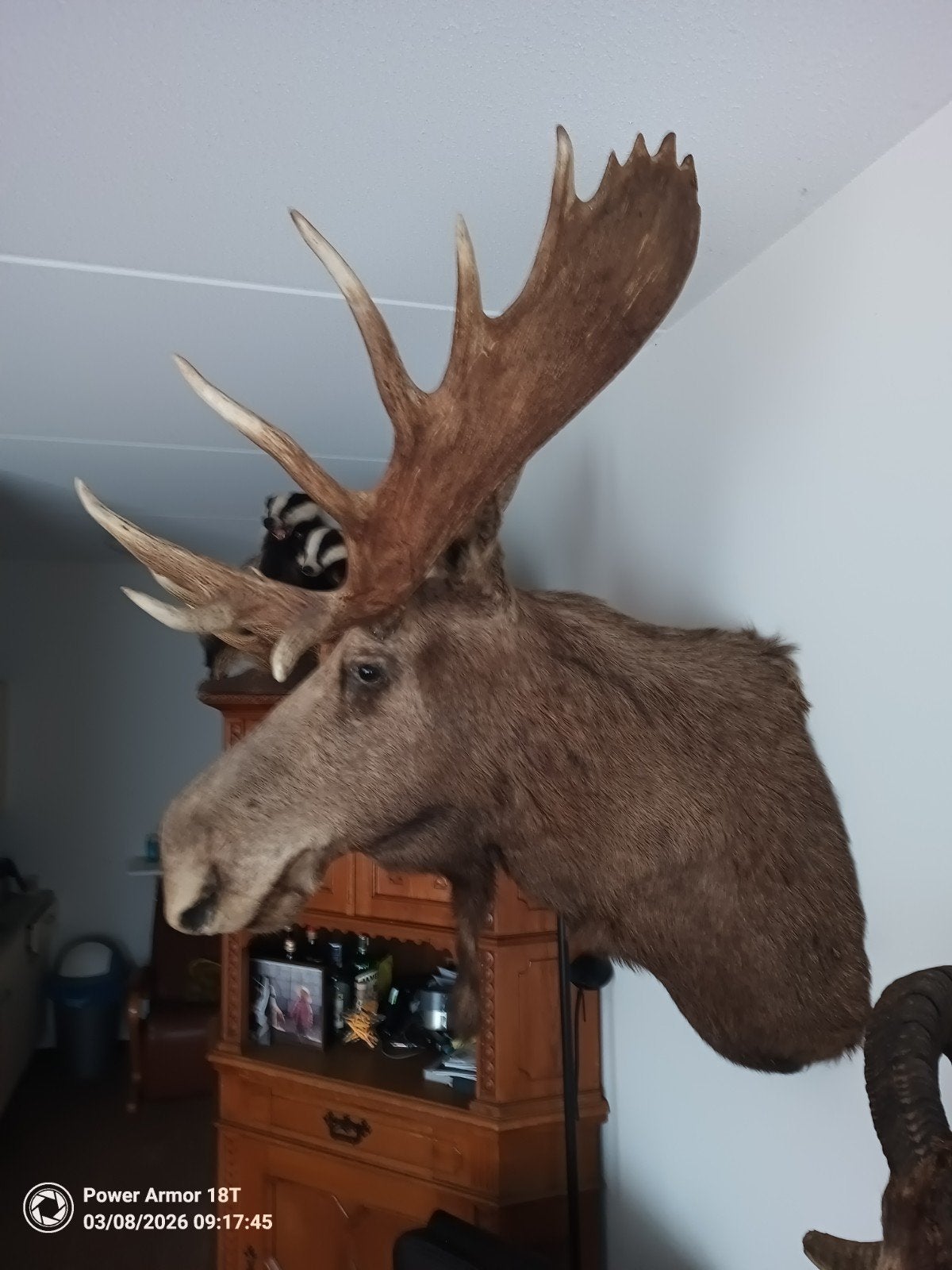 Indrukwekkende Alaska Eland XXL met prachtig gewei, Verzamelen, Ophalen, Zo goed als nieuw, Wild dier, Opgezet dier