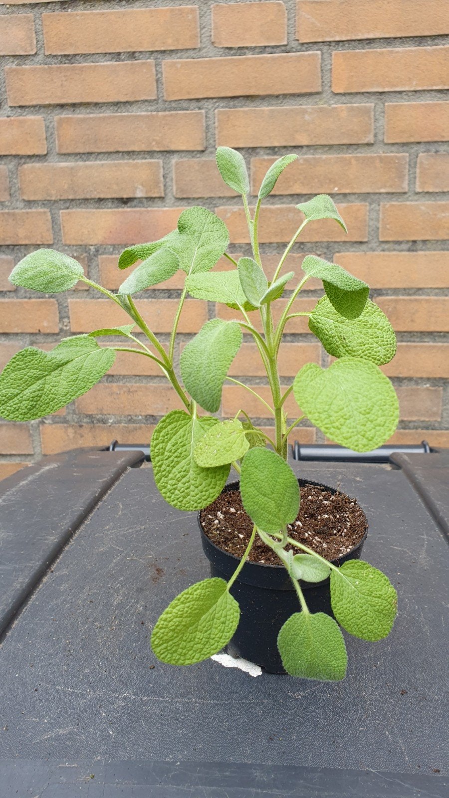Salie Plant, Ophalen, Overige soorten, Volle zon