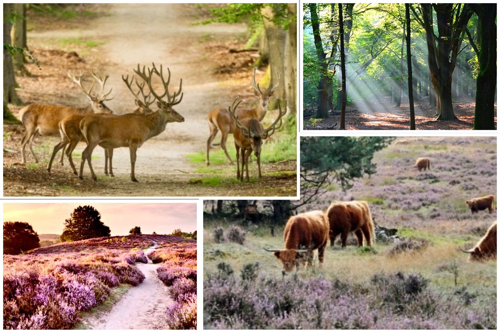Leuk huisje 3 slaapk midweek sept € 365 Veluwe/AIRCO/zwembad, Vakantie, Eigenaar