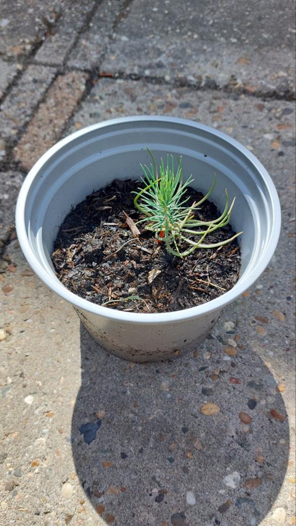 Parasolden - Pinus Pinea - Italiaanse Steeden - Pijnboompitt, Ophalen, Volle zon, Overige soorten