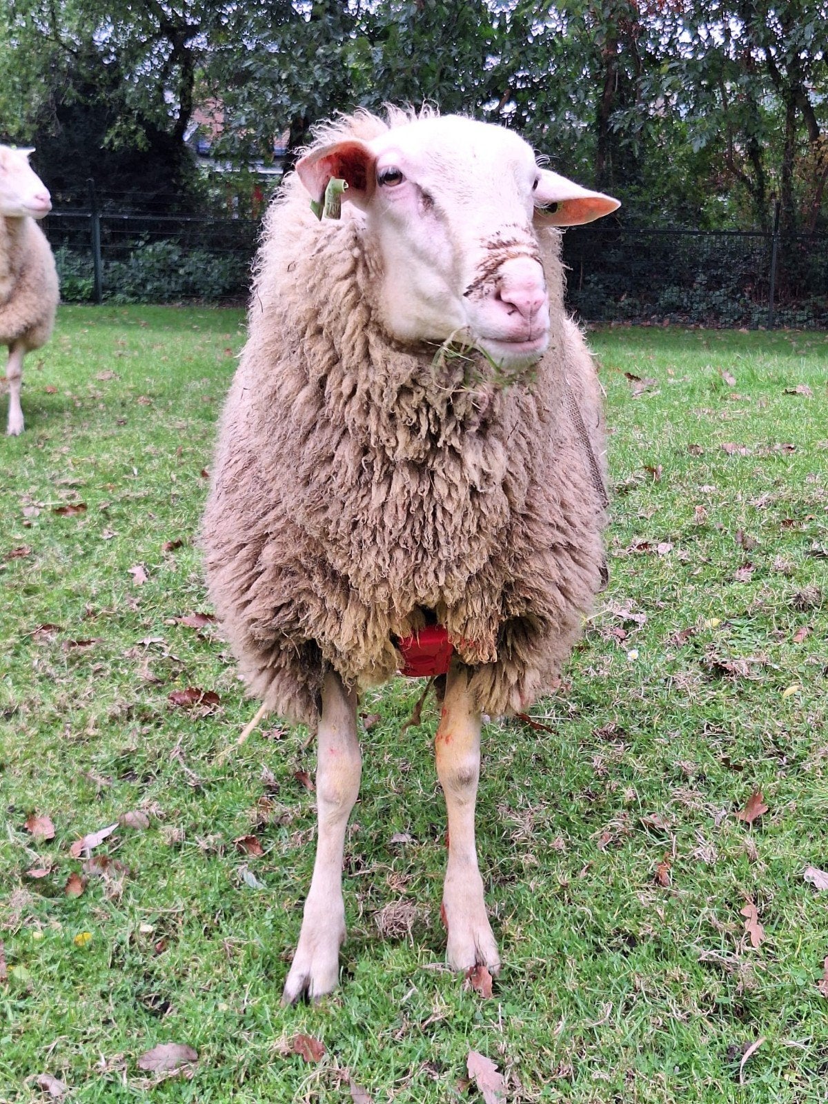 friese gekeurde dekram, Dieren en Toebehoren, Mannelijk, Schaap, 0 tot 2 jaar