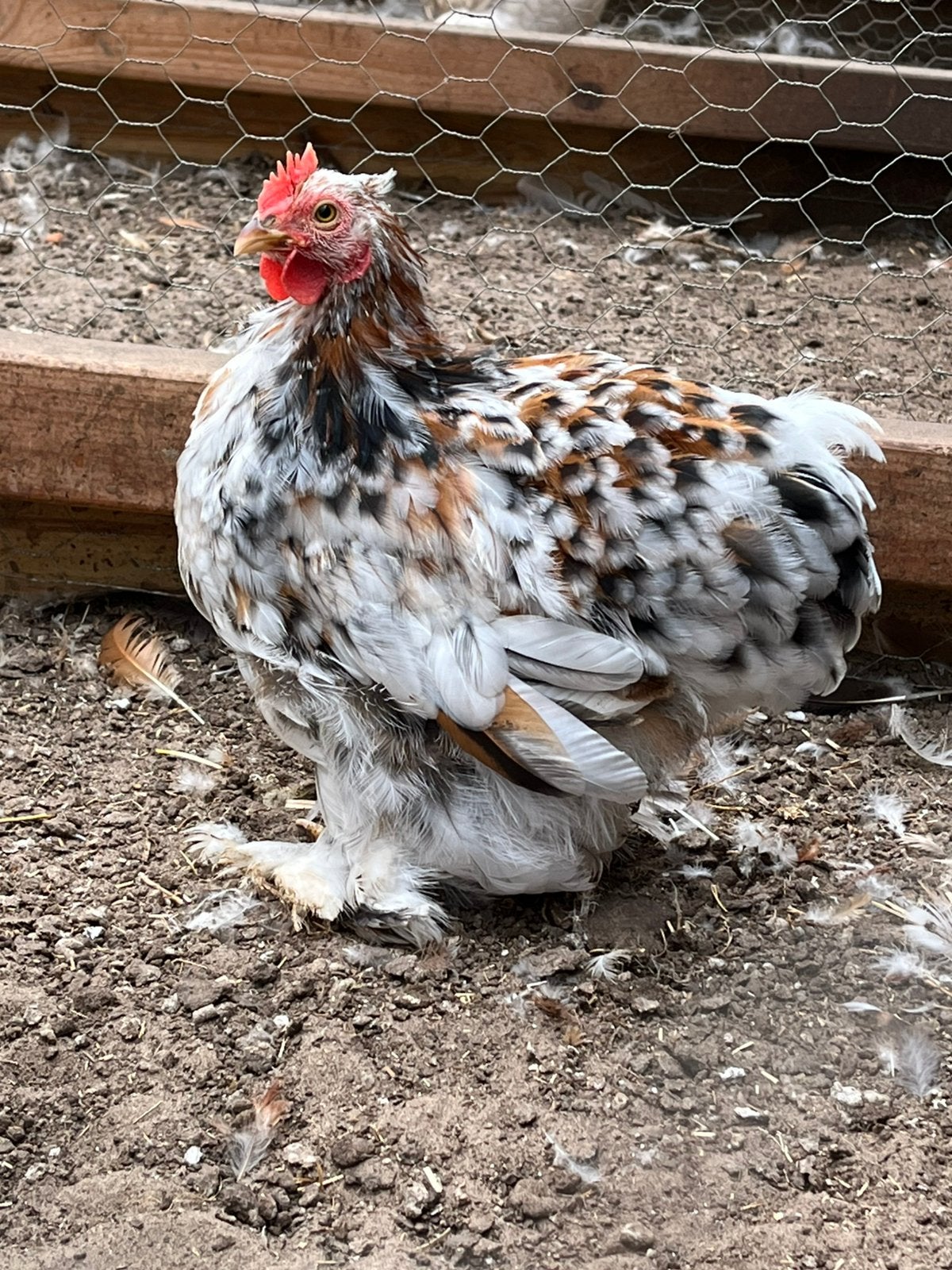 Cochin, Dieren en Toebehoren, Pluimvee, Mannelijk, Kip