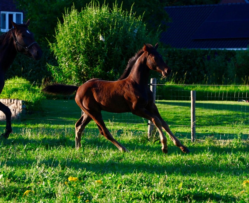 Exclusieve springveulens (hengst en merrie), Dieren en Toebehoren, Paarden, Springpaard, Niet van toepassing, 0 tot 2 jaar, Gechipt