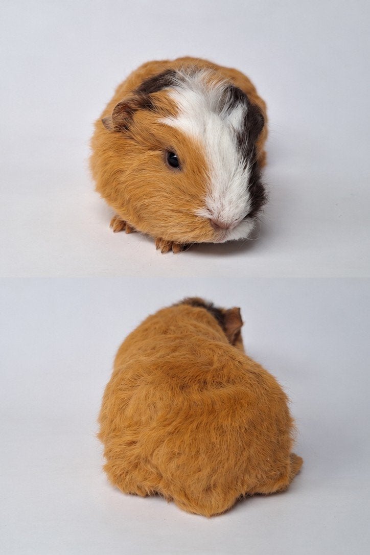 Jonge Ch teddy beertjes mogen verhuizen, Dieren en Toebehoren, Cavia, Mannelijk, Juli, Tam