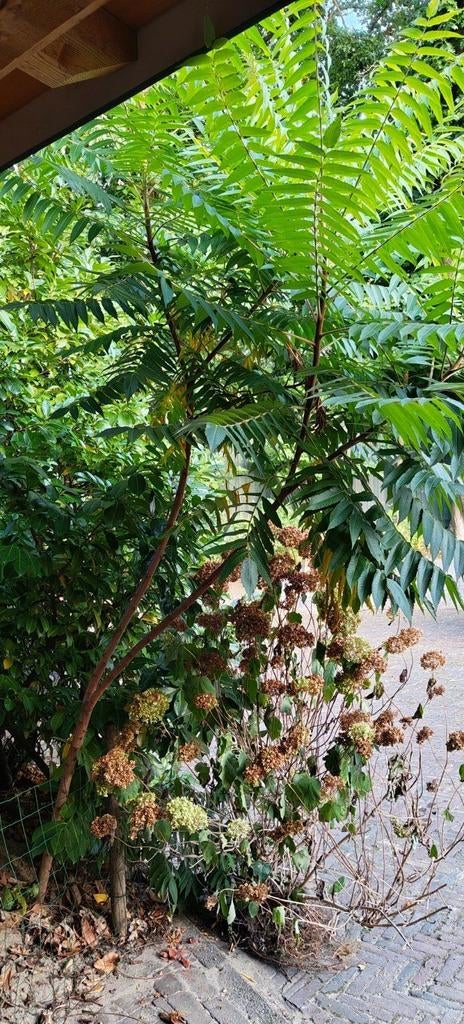 Grote Fluweelboom (Rhus Typhina) - 300cm hoog, Tuin en Terras, Overige soorten, 250 tot 400 cm, Zomer, Ophalen