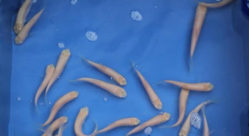 Albino Graskarper - Graskarpers - ca 12 / 15 cm - Koidream, Dieren en Toebehoren, Karper of Koi
