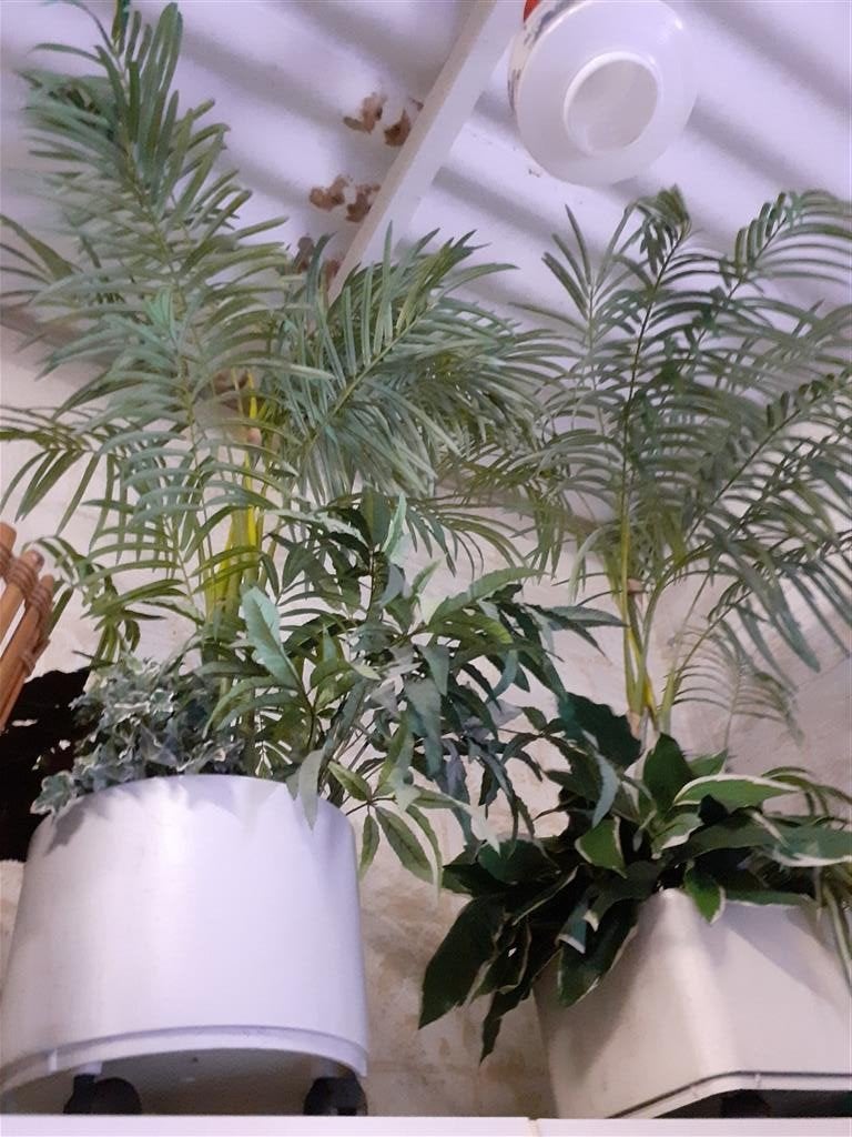 Plantenbakken '70s ( Retro/Vintage/Design ), Ophalen, Gebruikt, Binnen