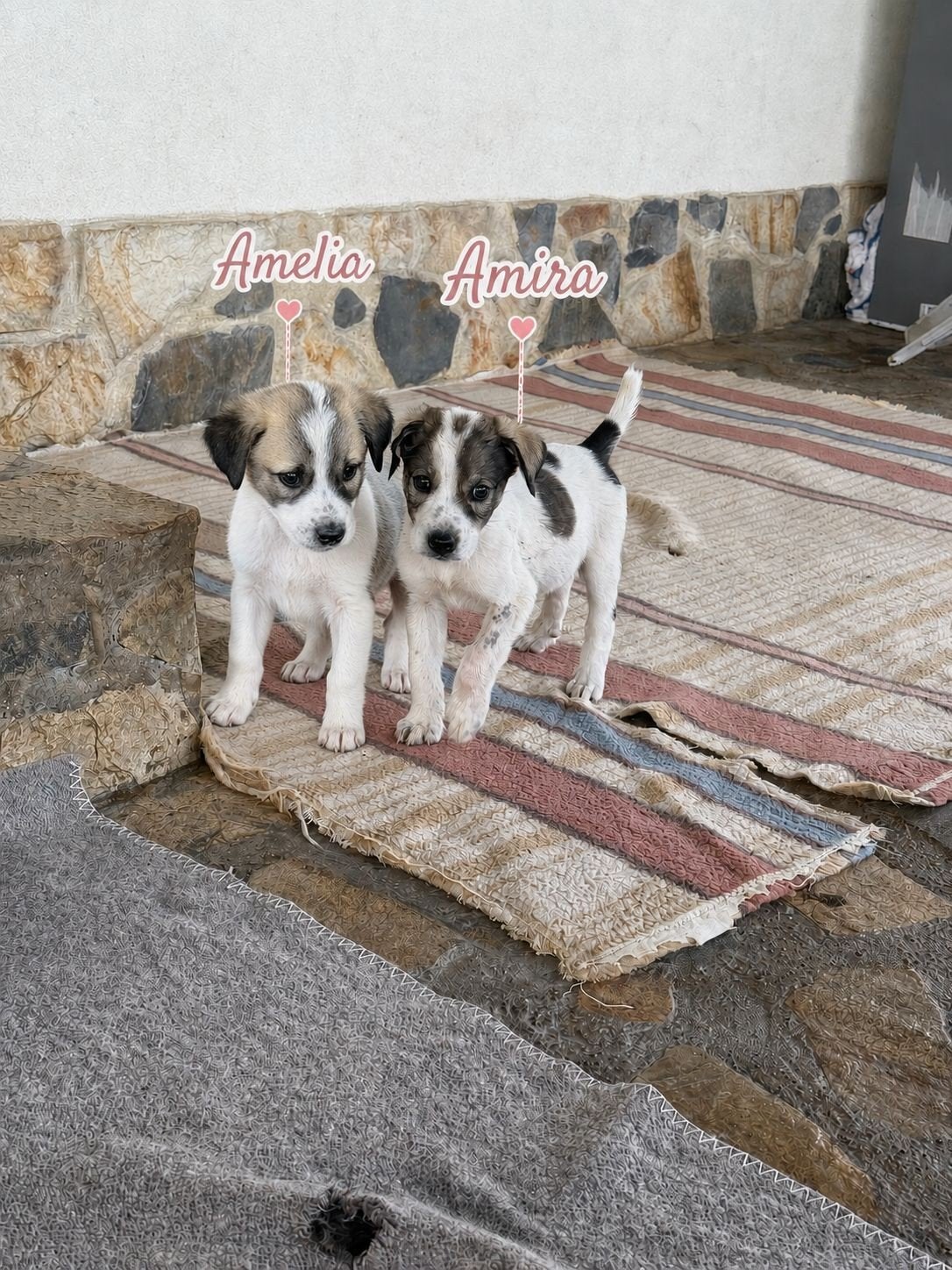 teefjes zoeken een thuis asielhondjes puppy's, Dieren en Toebehoren, Honden | Niet-rashonden, Particulier, 8 tot 15 weken, Buitenland