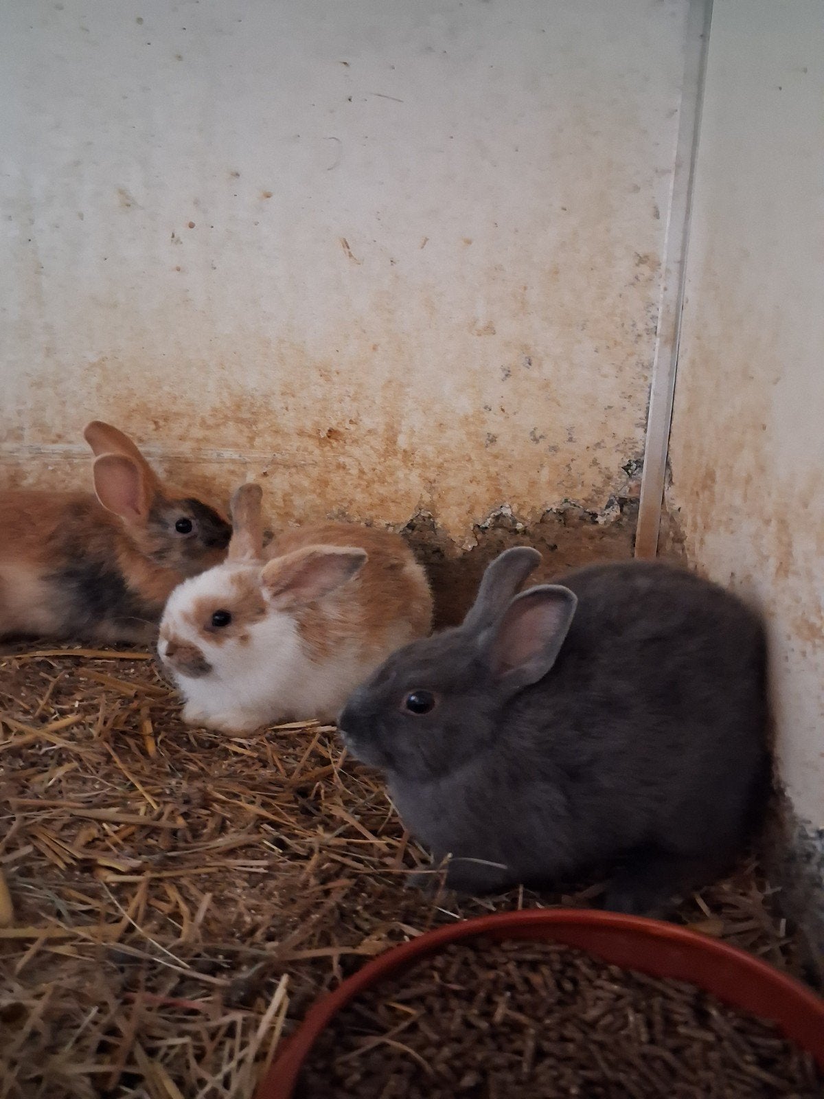 Leuk jonge dwergkonijntjes, Dieren en Toebehoren, Konijnen, Meerdere dieren, Dwerg, Hangoor, 0 tot 2 jaar