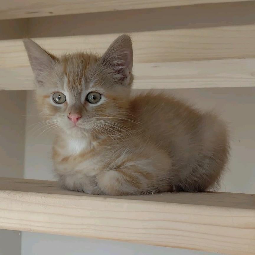 Gereserveerd Kittens noorse boskat x, Dieren en Toebehoren, Katten en Kittens | Raskatten | Langhaar, Meerdere dieren