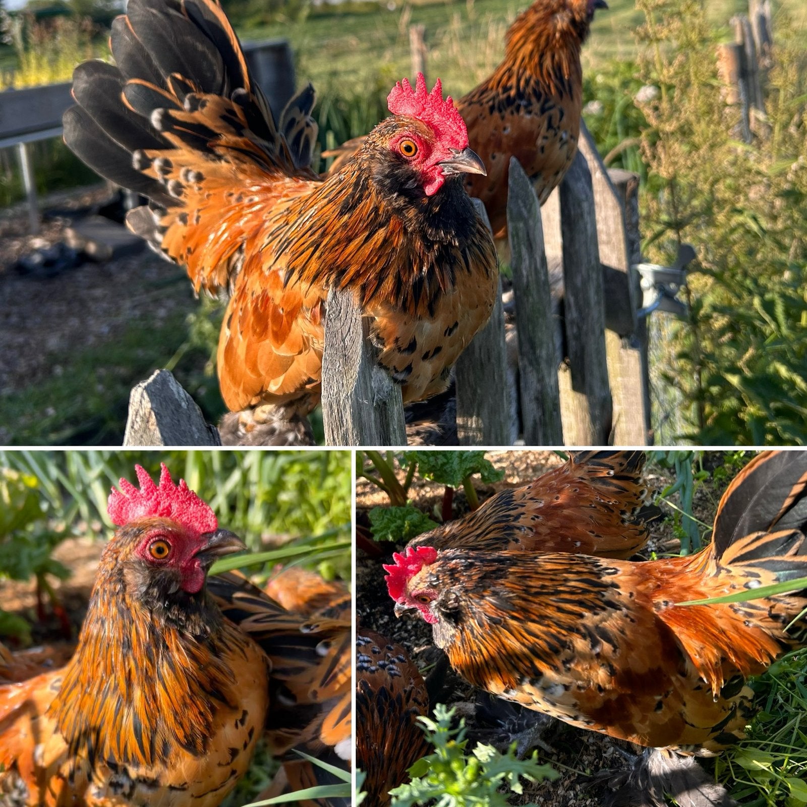 Tamme lieve sabelpoot kriel (kuiken) haan, Dieren en Toebehoren, Pluimvee, Mannelijk, Kip