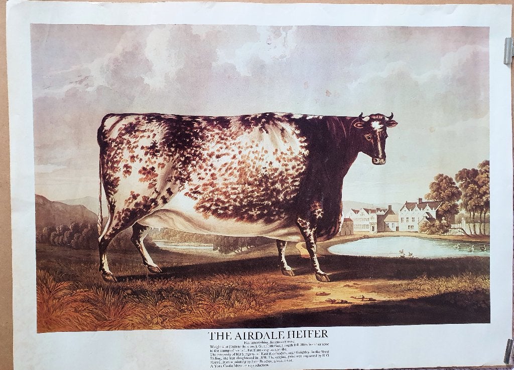 Vintage print "The Airdale Heifer" - York Castle Museum, Gebruikt, Verzenden, Rechthoekig Liggend, A1 t/m A3