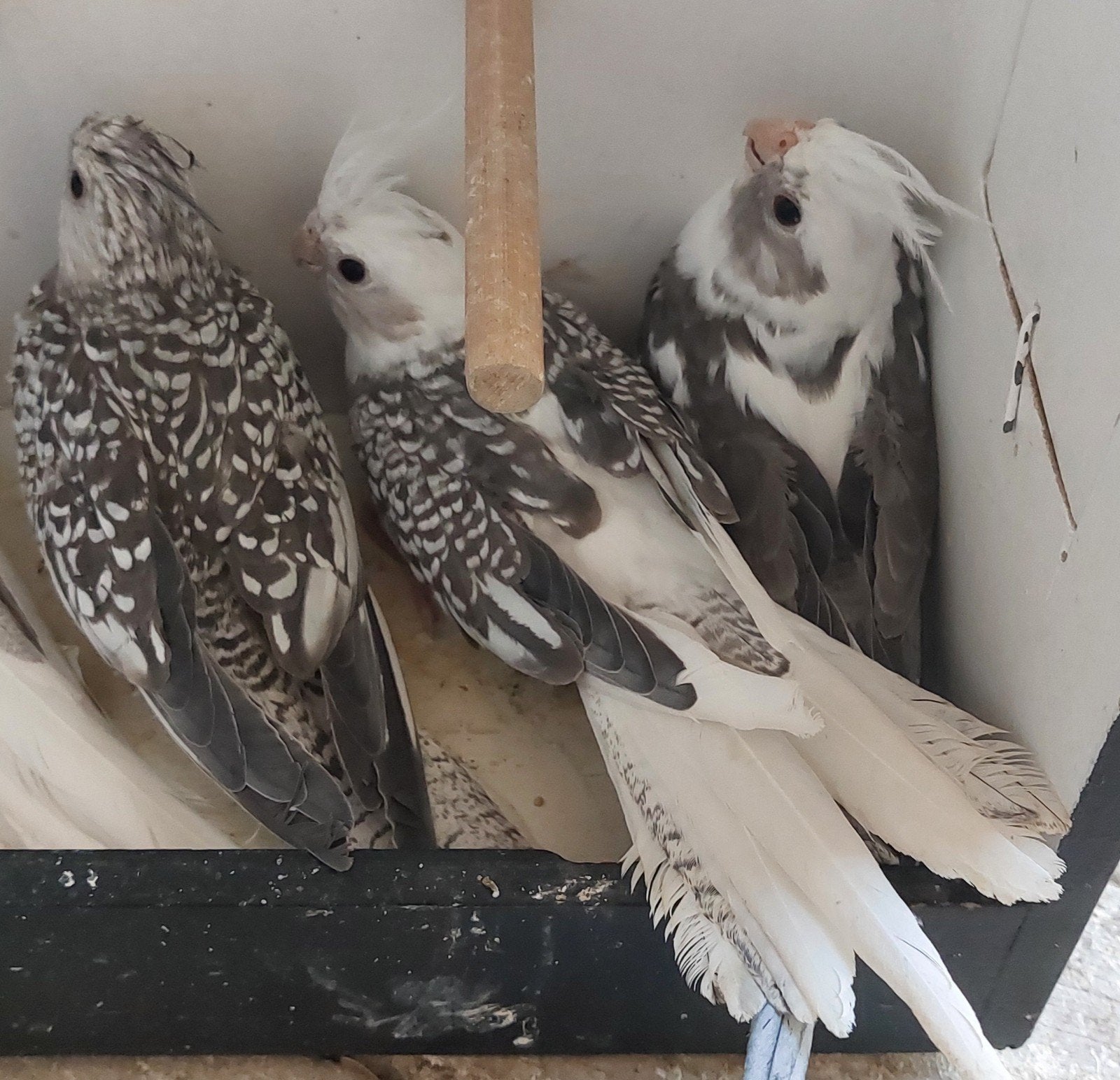 3 mooie valkparkieten, Dieren en Toebehoren, Vogels | Parkieten en Papegaaien, Meerdere dieren, Parkiet, Geringd