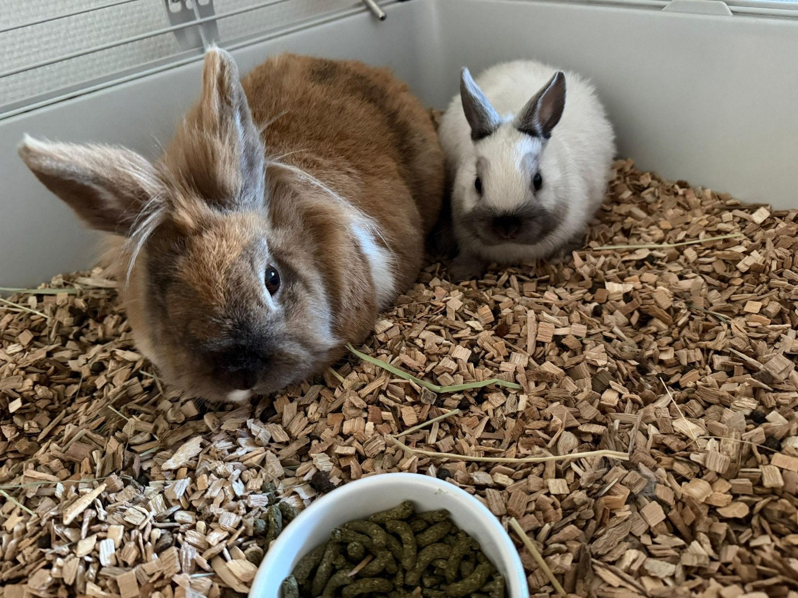 Twee lieve konijnen, Dieren en Toebehoren, Konijnen, Vrouwelijk