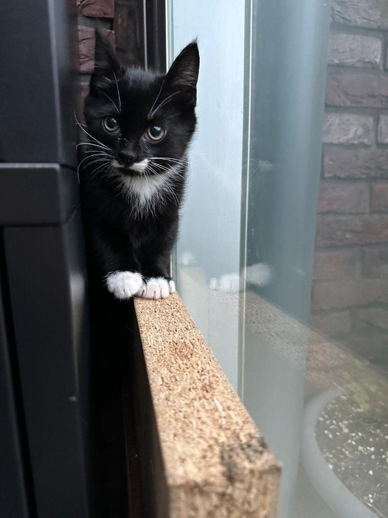 2 Lieve Kittens te Koop, Meerdere dieren, Ontwormd, 0 tot 2 jaar