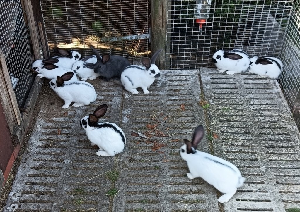 Nest reuze vlinder Lotharinger konijnen, Meerdere dieren, Groot, 0 tot 2 jaar