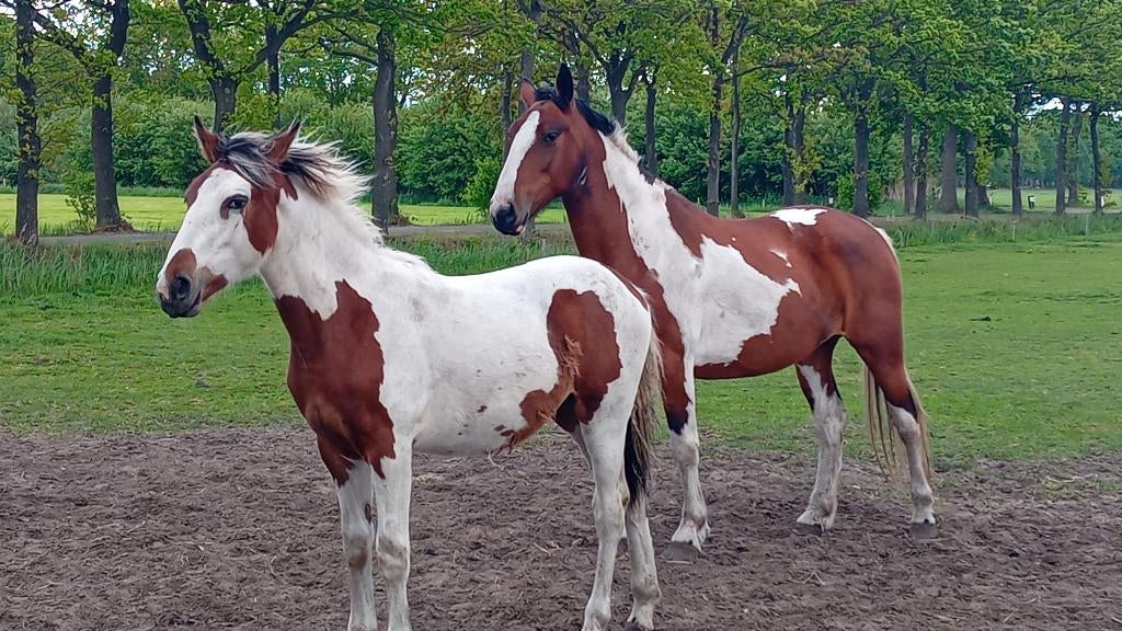 tekoop bonte jaarling merrie, Ruin, Dressuurpaard, 0 tot 2 jaar