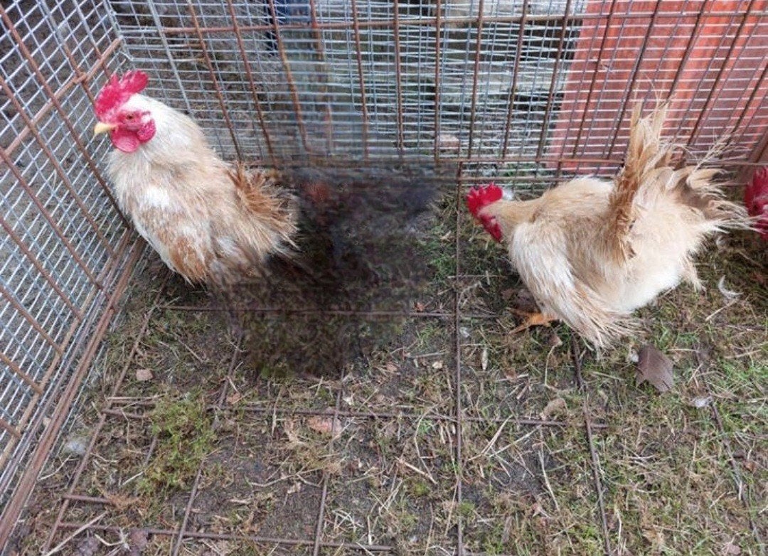 Koppels serama zijdeveer 2025, Dieren en Toebehoren, Meerdere dieren, Kip
