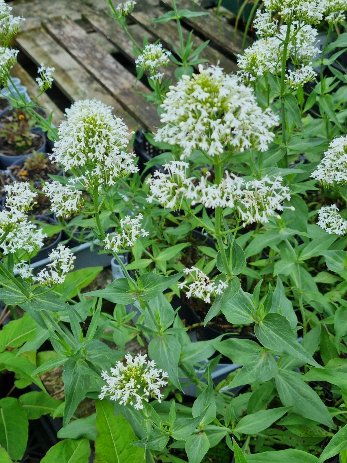 Centranthus ruber Albus, Volle zon, Vaste plant, Zomer, Ophalen