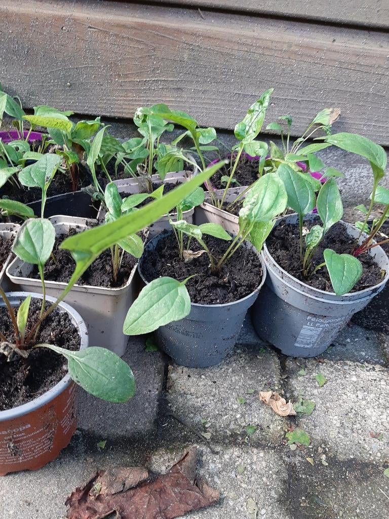 Winterhaard vaste planten, Tuin en Terras, Planten | Tuinplanten, Ophalen, Overige soorten, Volle zon