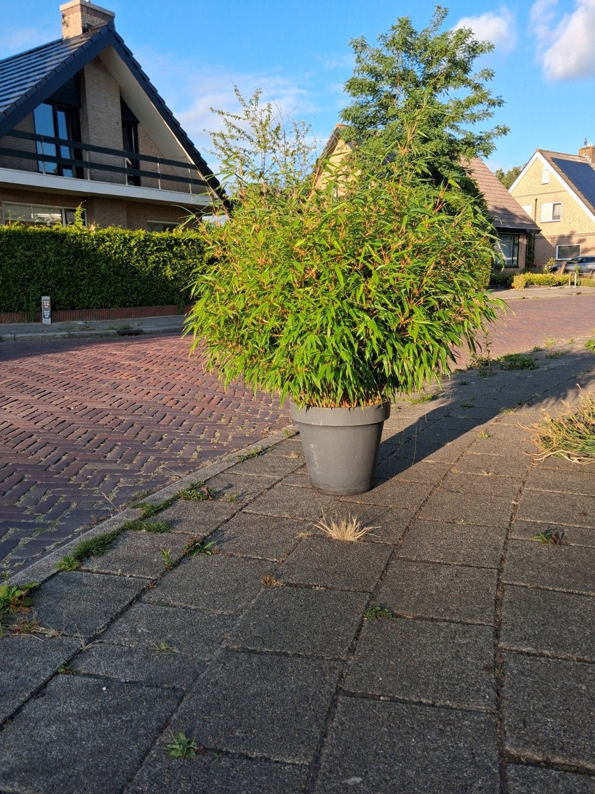 Bamboeplant (Rufa), Ophalen