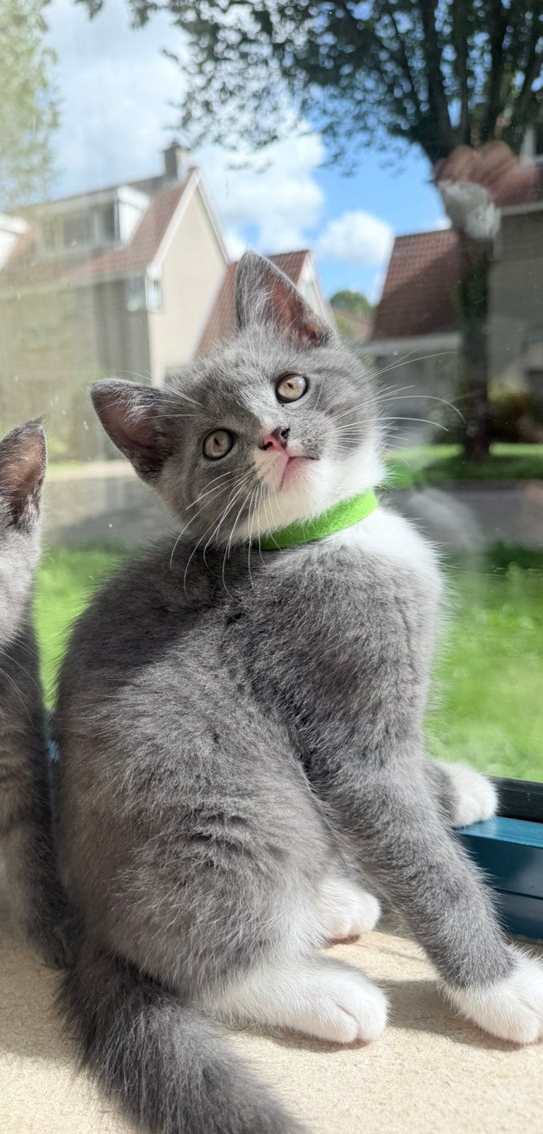 Twee Leuke Mix britse kort en middenvacht kittens, Meerdere dieren, Ontwormd, 0 tot 2 jaar