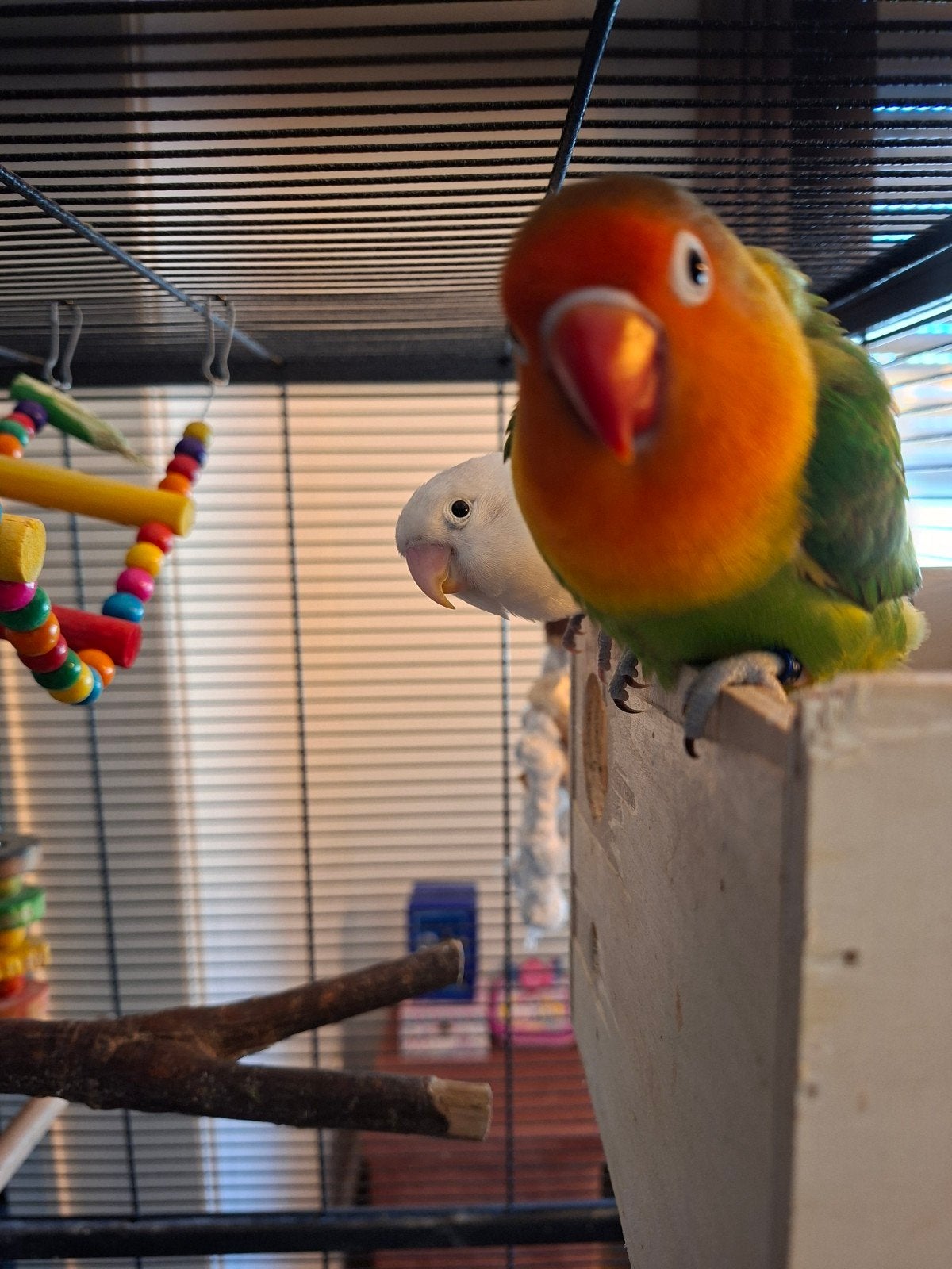 Te koop: koppel Agapornis Fischeri met kooi, Meerdere dieren, Dwergpapegaai of Agapornis, Geringd