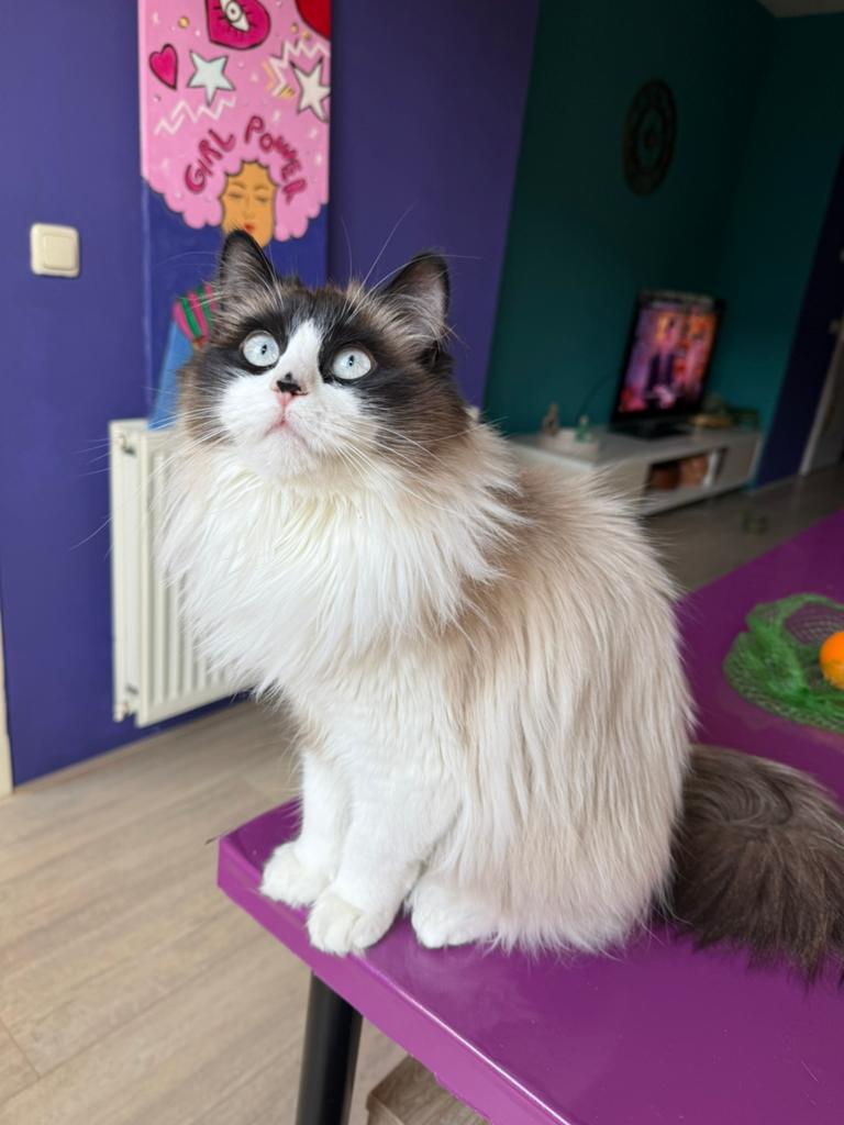 Twee prachtige katten zoeken een liefdevol thuis, Dieren en Toebehoren, Katten en Kittens | Raskatten | Langhaar, Meerdere dieren