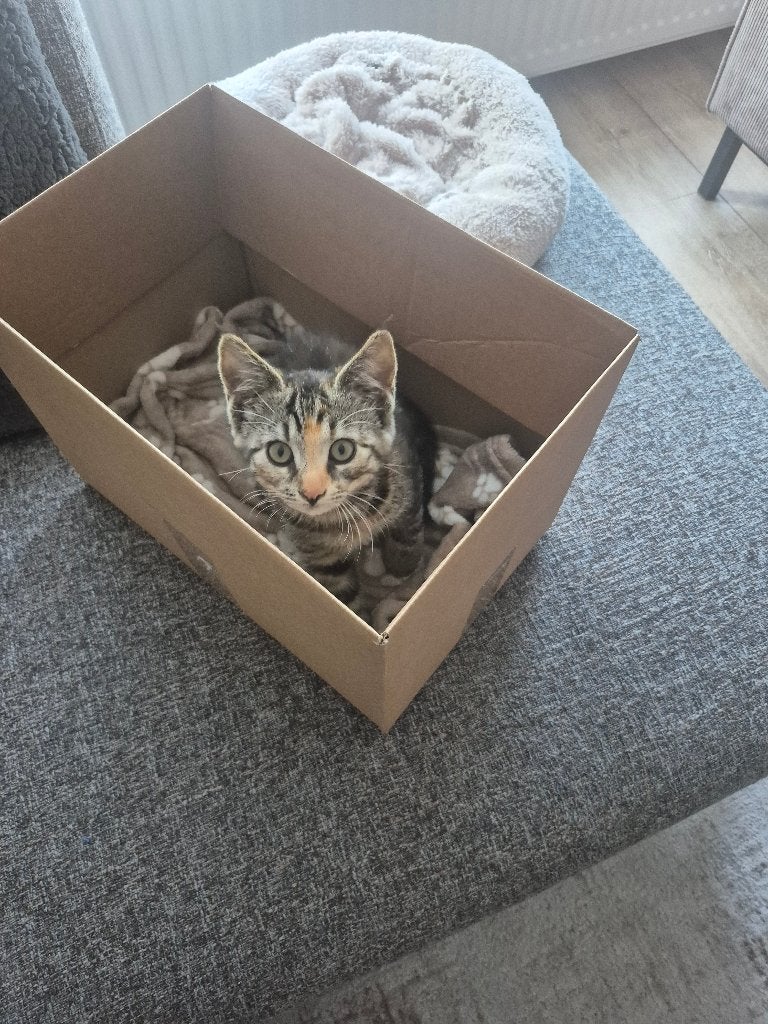 Prachtige kitten, Poes, Kortharig, 0 tot 2 jaar