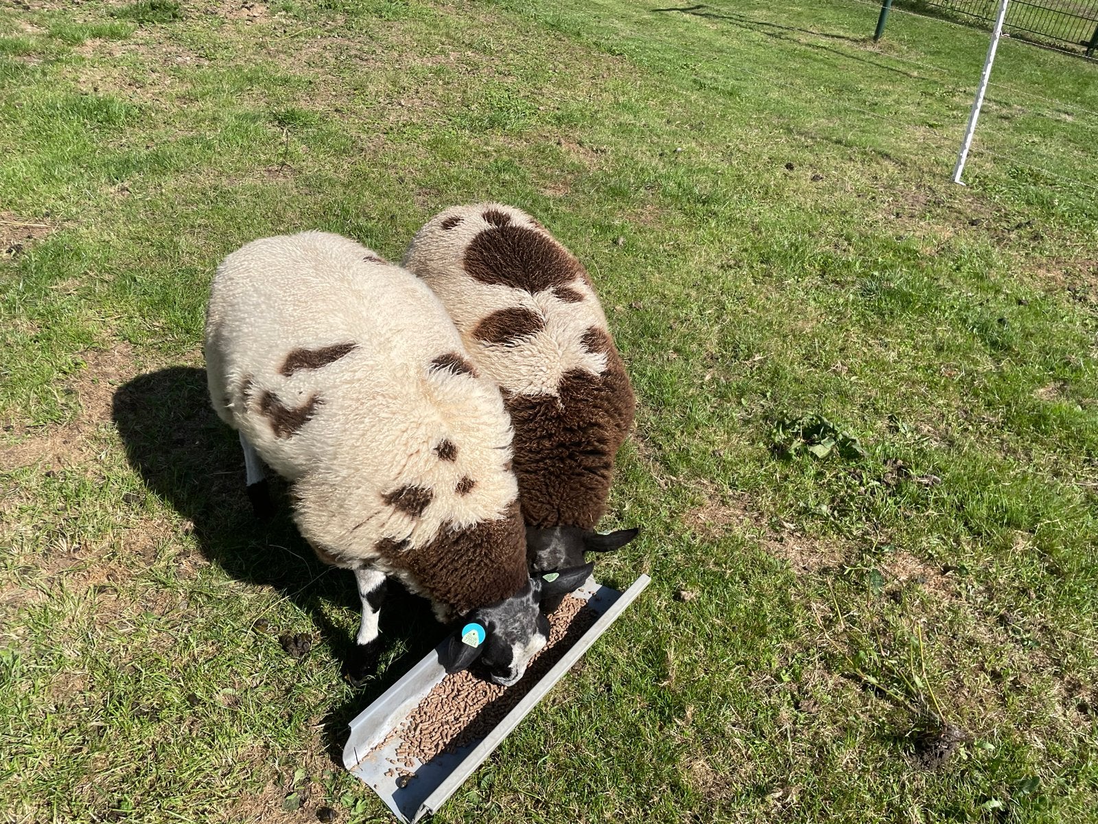 Twee bonte rammen, Dieren en Toebehoren, Mannelijk, Schaap