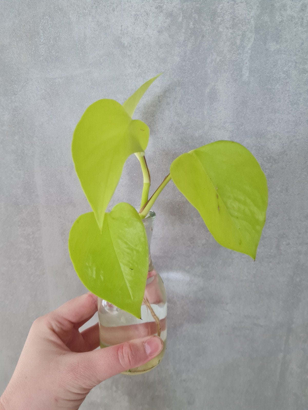 Gewortelde epipremnum neon stek, Ophalen of Verzenden, Halfschaduw, Minder dan 100 cm
